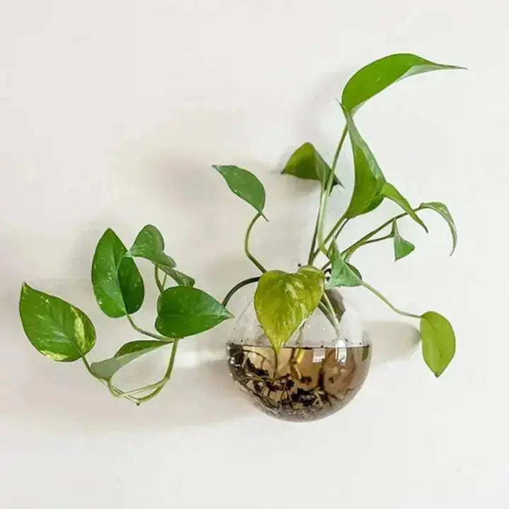 1+1 Gratis | VerdeLux Wandvase – Eleganter Glas-Blumentopf für lebendige Wände