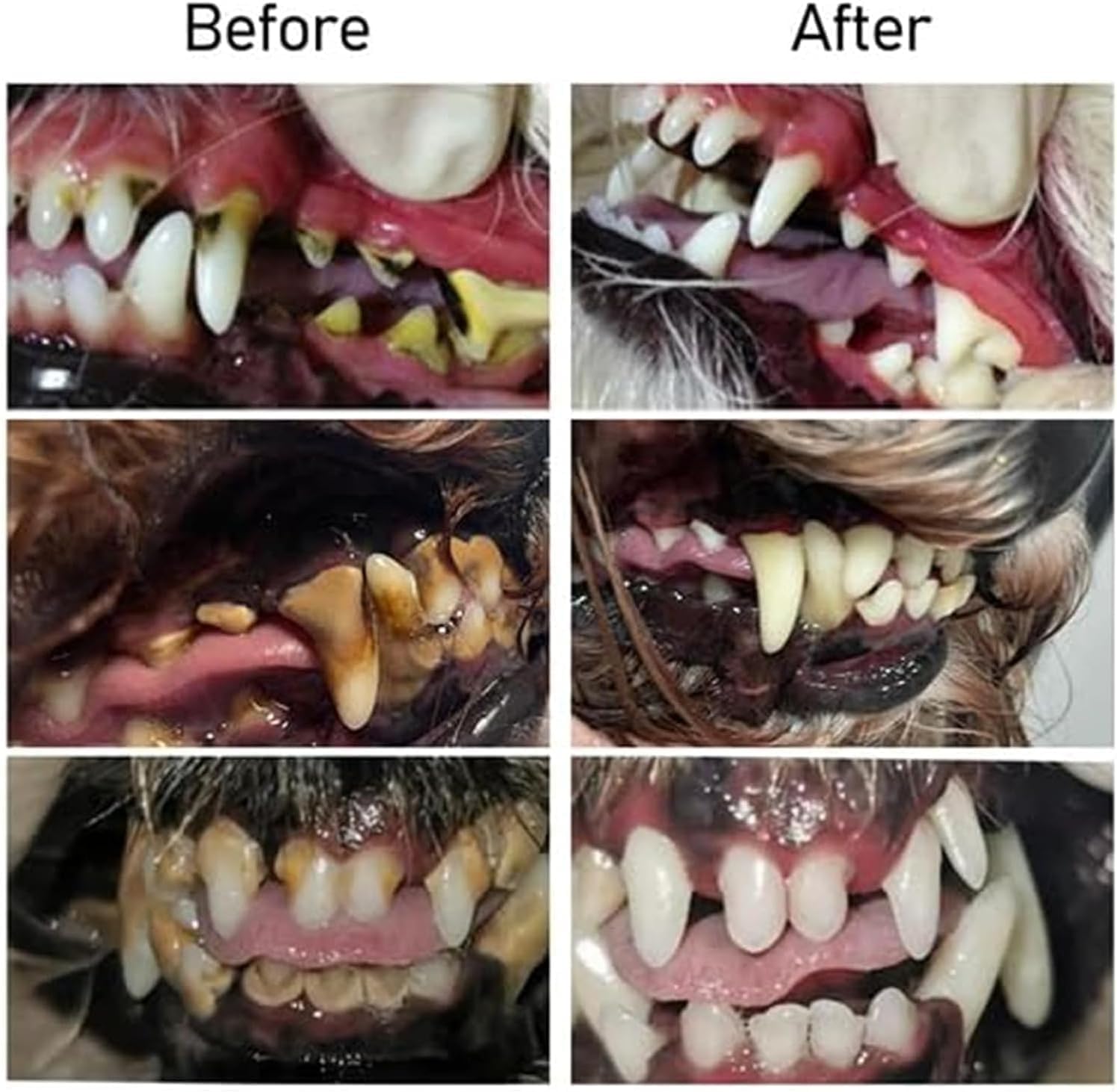 FreshPaws DentalGel™ – Sanfte Zahnpflege & frischer Atem für Ihr Haustier | 1+1 GRATIS