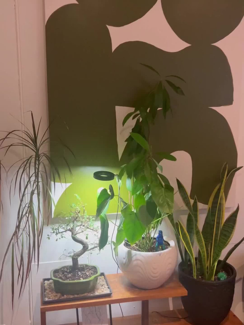 HaloAngel™ – Licht, das Ihre PflanzHaloAngel™ LED-Pflanzenlampe – Vollspektrum Licht für gesundes Wachstum | Nur Heute 50% RABATT